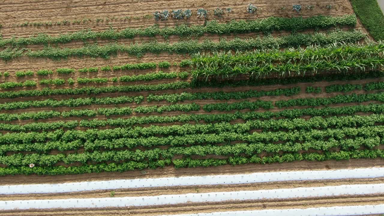 유기농 무농약, 채소밭에서 자라는 건강한 농산물, 여름날 공중 조감도 상승, 음식 및 식습관