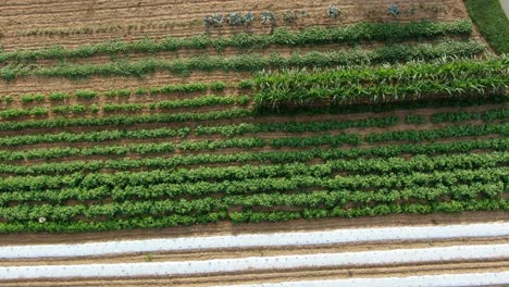 productos orgánicos libres de pesticidas y saludables que crecen en el campo de la huerta, aumento de la vista aérea de los pájaros en el día de verano, comida y concepto de alimentación