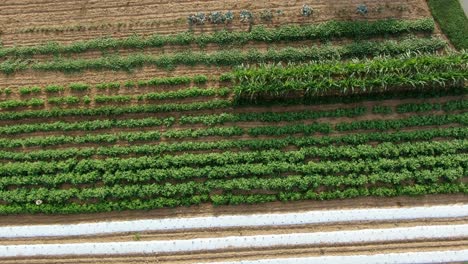 organic pesticide-free, healthy produce growing in vegetable garden field, rising aerial birds eye view on summer day, food and eating concept