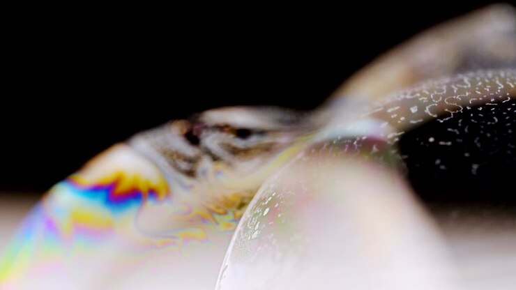 Foam