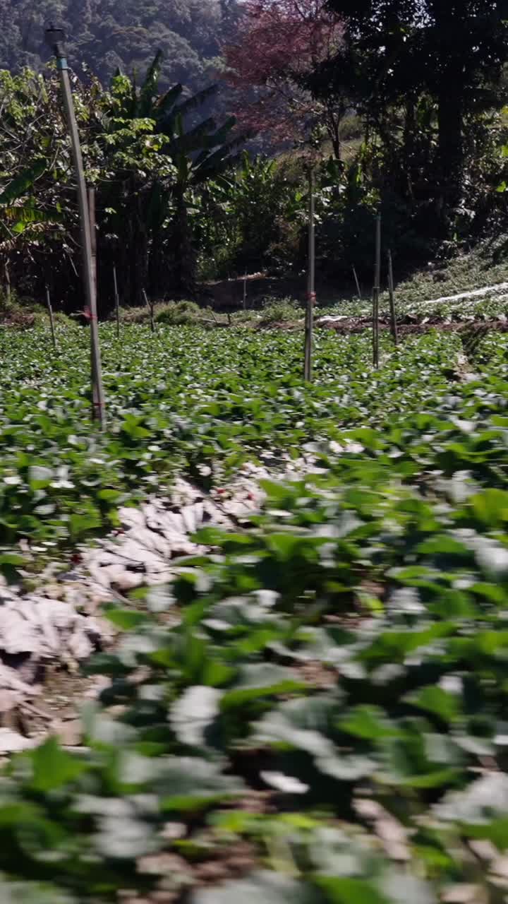 Lush agricultural field with vibrant green crops