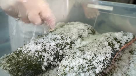 sprinkling seasalt for preservation of salmon fish