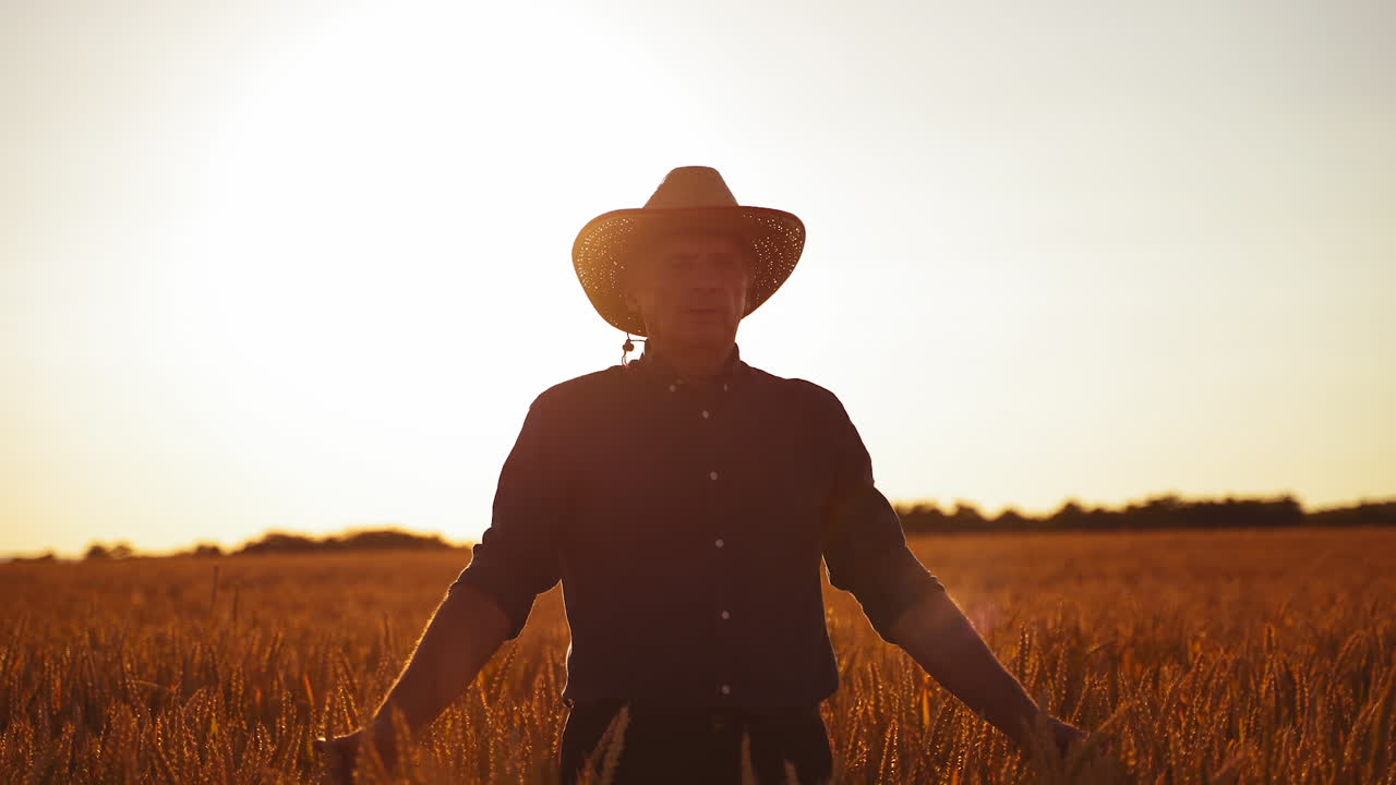 Farmer in hat examining crop. Agronomist walking through orange wheat field at sunset. Man touches wheat spikelets with hands. Front view.
