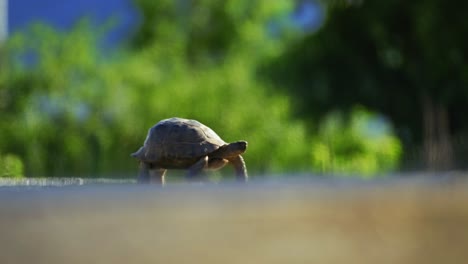 close up of a tortoise slowly crossing an asphalt road