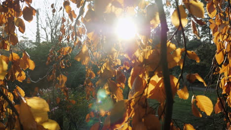 Slow-motion-shot-of-autumn-leaves-falling