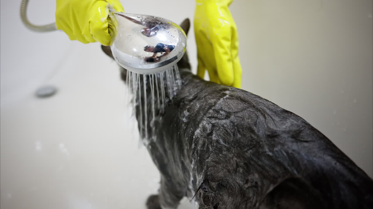 Woman hands in yellow gloves washing a black british fold cat, slow motion