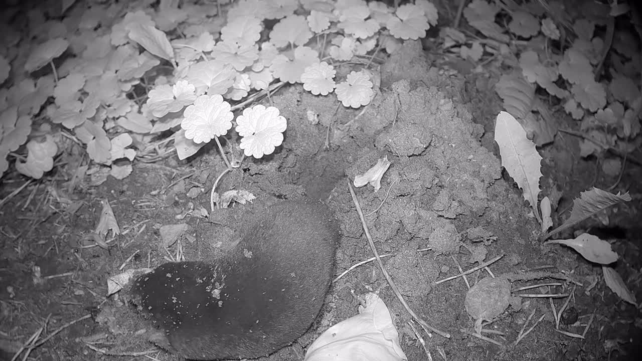 European mole (Talpa europaea) has come out of its residential burrow for a moment at night. Estonia