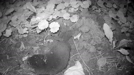 european mole (talpa europaea) has come out of its residential burrow for a moment at night. estonia