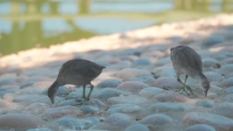 dos pájaros caminando cerca de un estanque en un día de verano en california