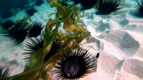 sea urchins and kelp in shallow water