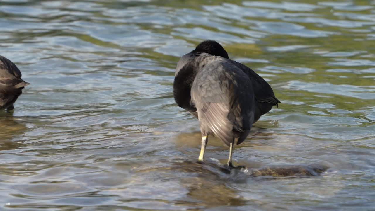 Coot standing in water