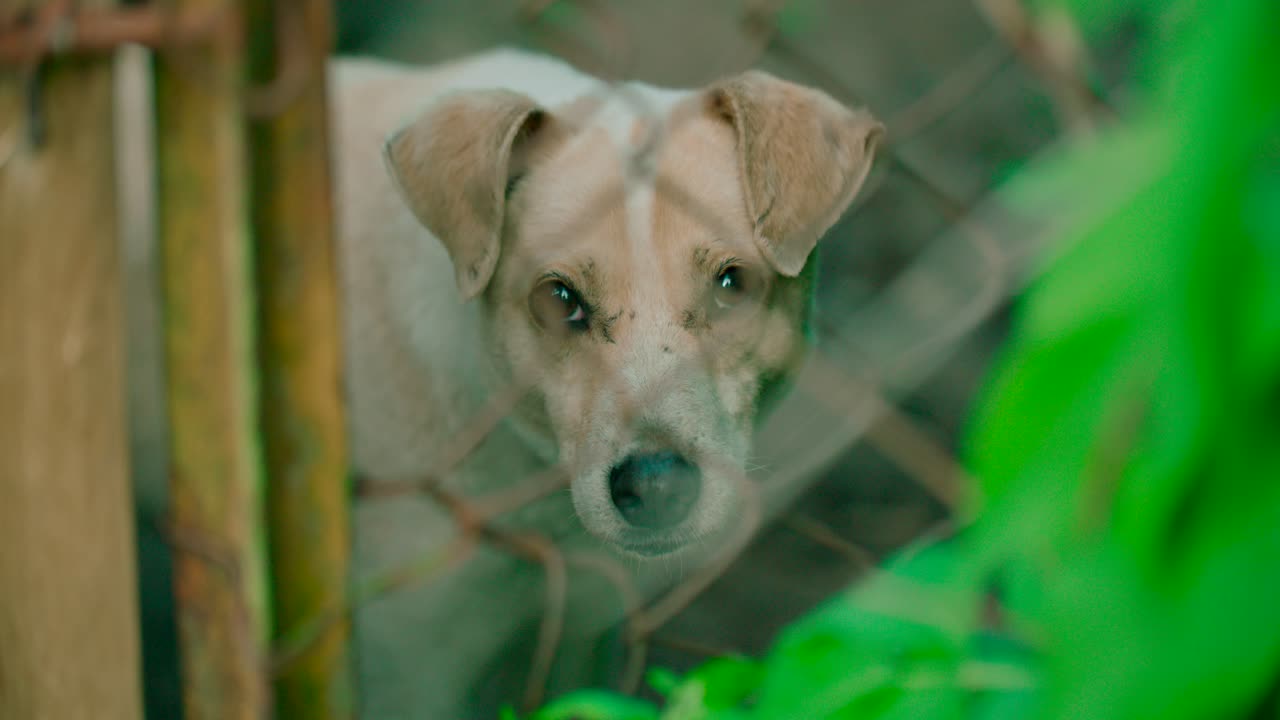 목장 뒤에 있는 길 잃은 개의 얼굴을 가까이에서 볼 수 있습니다.