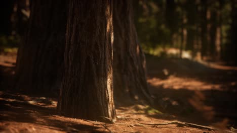 early morning sunlight in the sequoias of mariposa grove