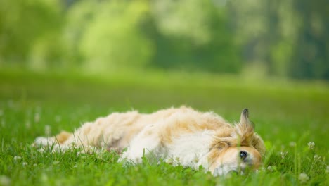 adorable dog laying down in green grass at park