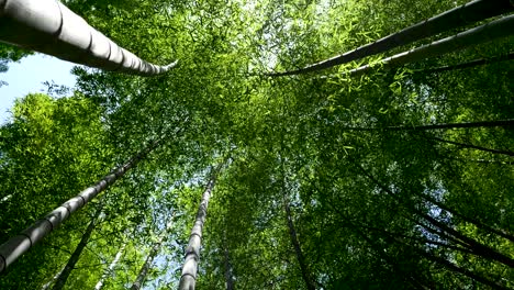 looking up at beautiful dense bamboo forest in slow motion