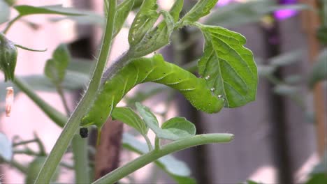 Ich-Fand-Diese-Kleine-Kreatur,-Die-Eine-Meiner-Gesunden-Tomatenpflanzen-Zerstörte