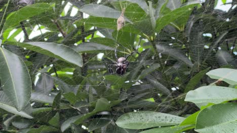 a close-up shot of a spider capturing and feeding on its prey in the center of its web. surrounded by lush green leaves, the spider’s behavior highlights the raw and fascinating side of nature