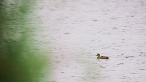 tufted duck swims downstream out of view behind shrubs, river water glistens