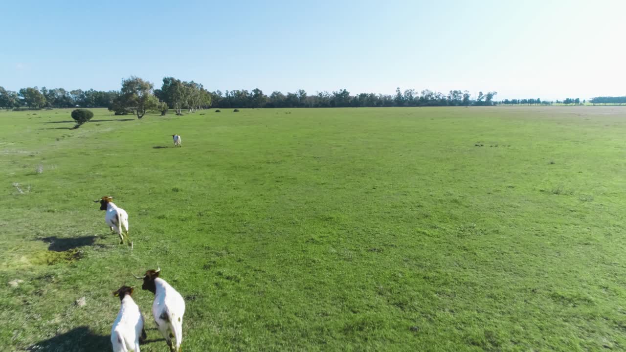 toma aérea de vacas que huyen bajo equipos agrícolas