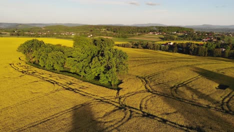 aerial panorama of blooming rapeseed field in poland