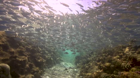 Hermoso-Tiro-De-Retroiluminación-Escénica-De-Una-Escuela-De-Peces-Descansando-En-Aguas-Poco-Profundas-De-Un-Arrecife-De-Coral-Tropical