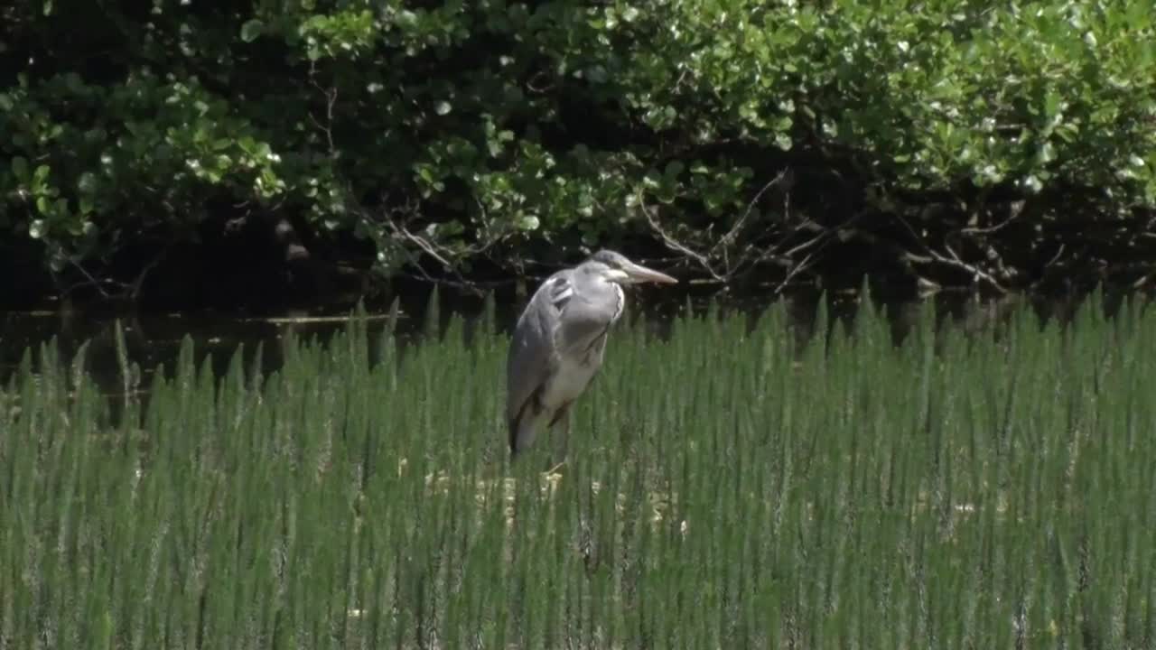 серая цапля, ардея цинерея. июнь британские острова