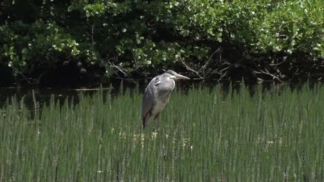 grey heron, ardea cinerea. june british isles