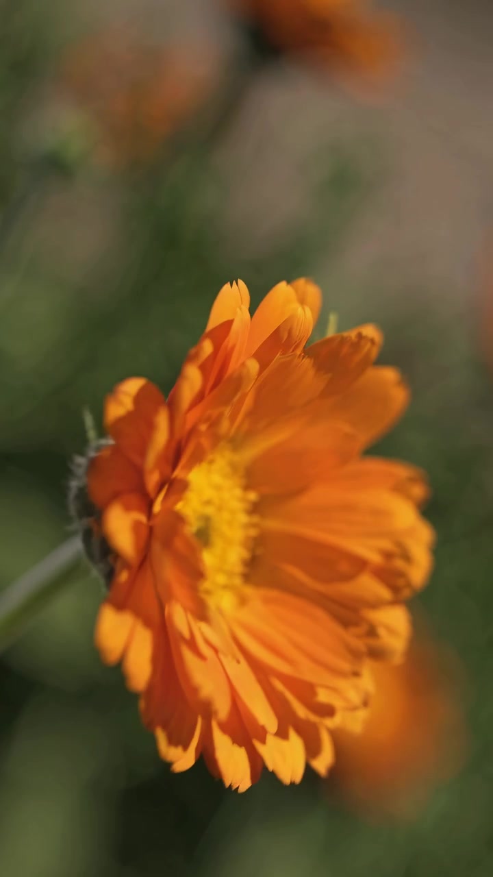 Ripresa panoramica ravvicinata di un fiore di calendula arancione vivace