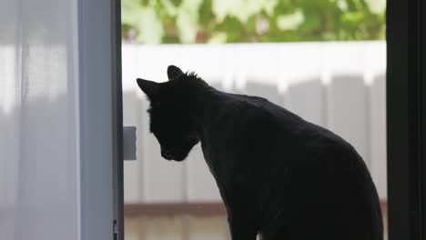 Nahaufnahme-Einer-Katzensilhouette:-Fenster,-Zeitlupe