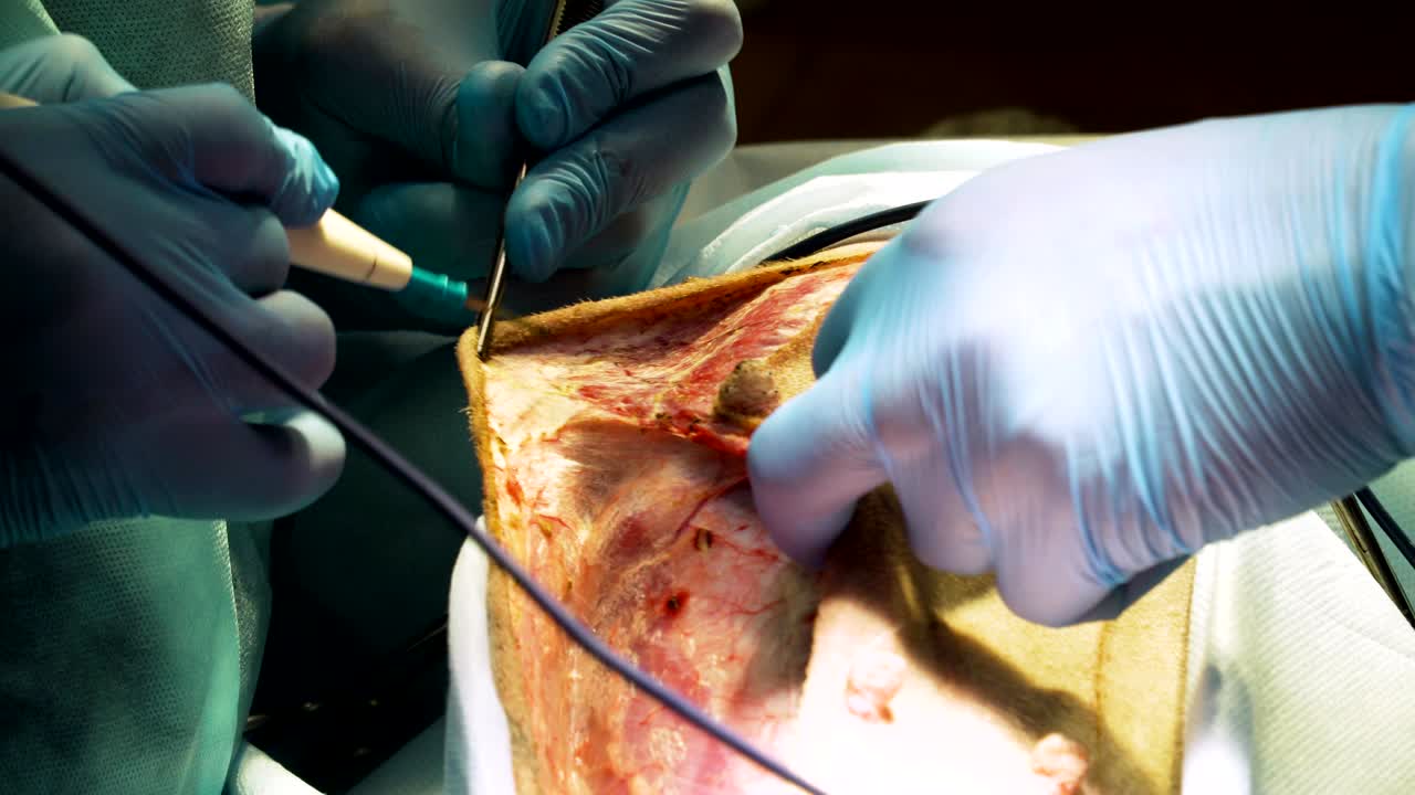 operación quirúrgica de un perro en una clínica veterinaria