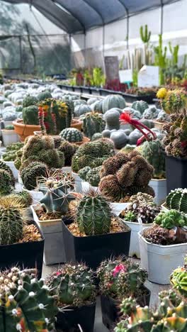 cacti displayed in a greenhouse setting