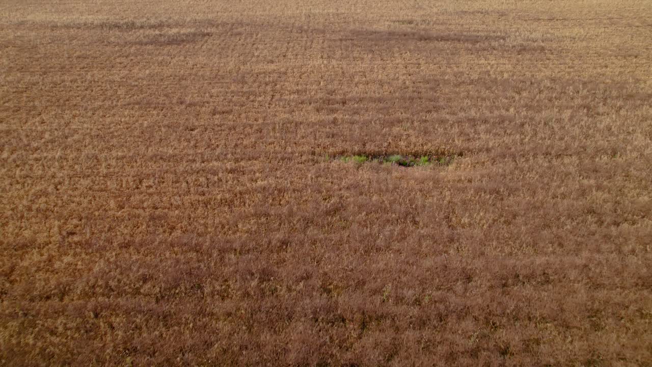 Drone aerial view of a vast field of dry, yellow wheat, ready for harvest