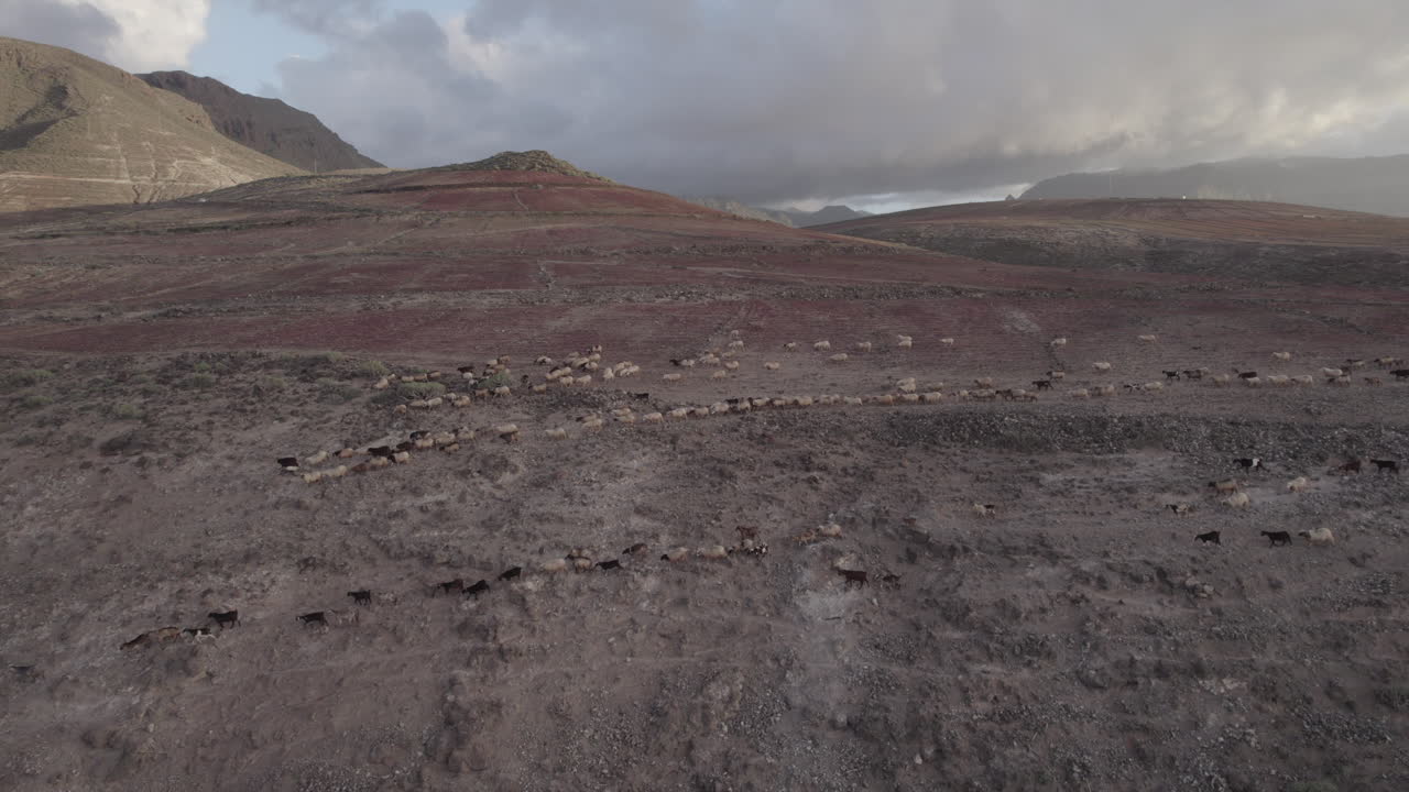 снимок с воздуха крупным планом стада овец и коз, бегущих по горам, на закате, в муниципалитете гальдар на острове гран-канария, партидо роке