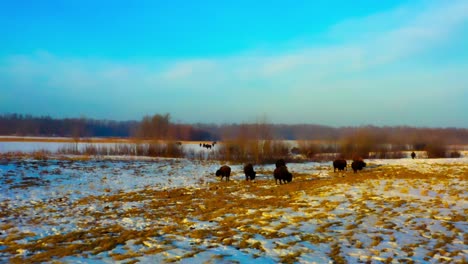 La-Cámara-Boom-Dolly-Conduce-A-Un-Campo-De-Bisontes-Salvajes-Antes-De-La-Extinción-En-Un-Amanecer-De-Fusión-Invernal-Temprano-En-La-Mañana-Mientras-Sus-Crías-Pastan-Y-Cenan-En-Los-Campos-De-Pastos-Crudos-En-El-Parque-De-La-Isla-De-Los-Alces