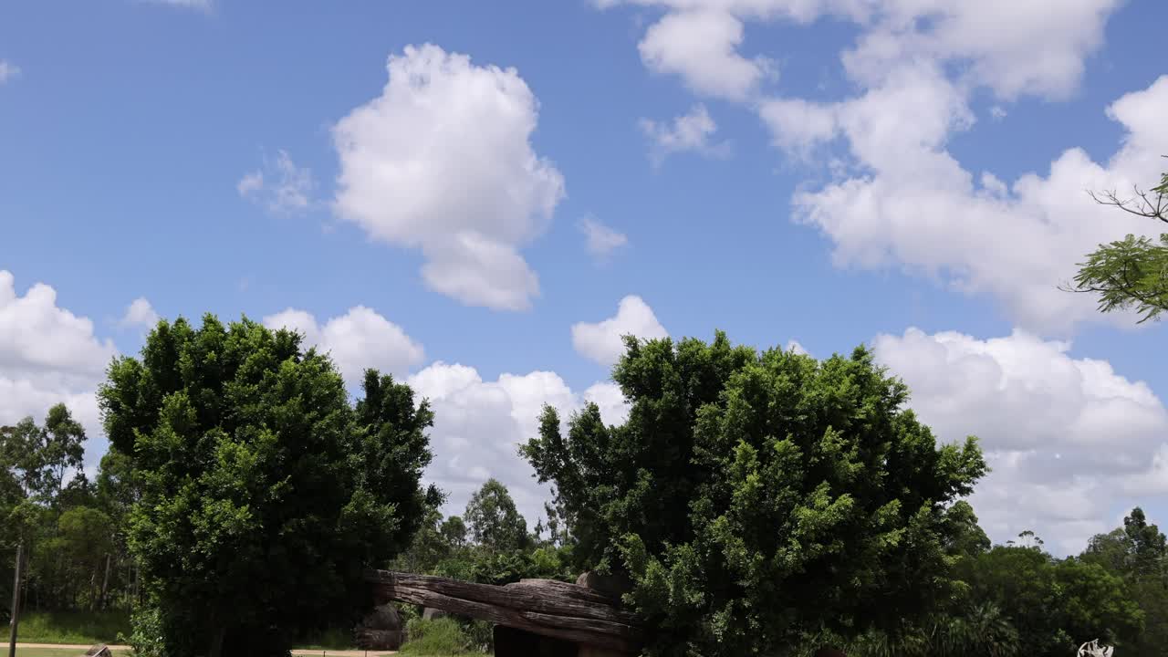 소 들 은 빛 이 있는 풀 에서 움직이고 먹이 를 먹는다