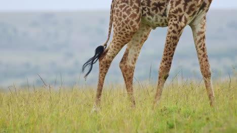 una foto de cerca de una jirafa caminando, moviendo las piernas a través de la escena en la hierba alta de la reserva nacional de maasai mara, kenia, áfrica animales de safari en la reserva de masai mara north