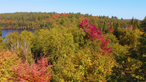 Un-Dron-Acercándose-Sobrevolando-Las-Copas-De-Los-árboles-Otoñales-De-La-Reserva-De-Vida-Silvestre-La-Vérendrye,-Ubicada-En-Montreal,-Québec,-Canadá.