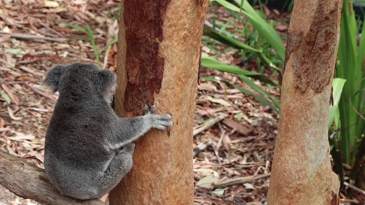 koala aferrándose a su árbol de eucalipto y cambiando su posición