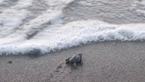 the triumphant moment that a newborn loggerhead turtle reaches the sea against all odds