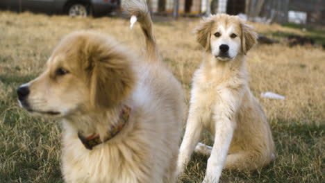 pastor anatolio mezclado con grandes perros de los pirineos jardín al aire libre en la hora de oro