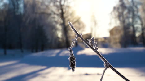 Blatt-Hängt-An-Gefrorenem-Ast-In-Der-Wintersaison,-Nahaufnahme