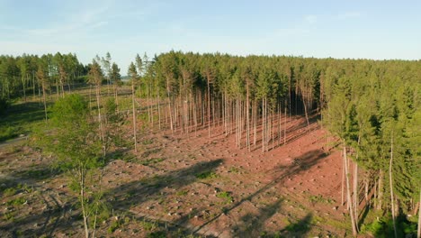 drone shot of deforested dry spruce forest hit by bark beetle in damaged czech countryside