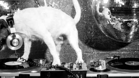 Dog-DJ-4K-03