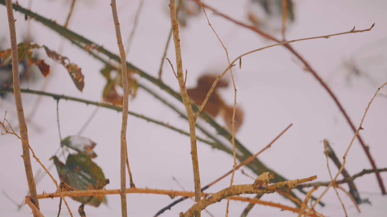 여성 유럽 로빈은 겨울에 나무 가지에서 이륙하고, 슬로우 모션, 클로즈업