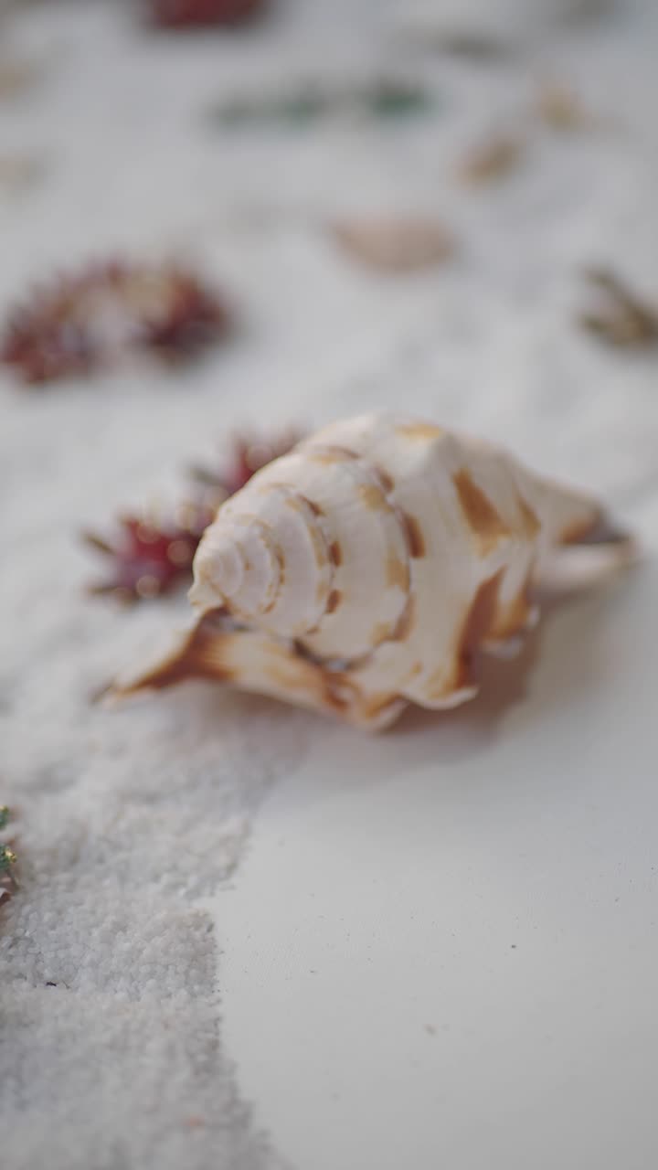 Close-up of a Seashell Resting on White Sand