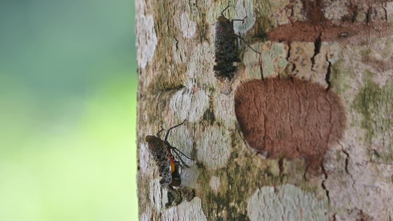 dos individuos descansando moviéndose un poco como una hormiga se acerca desde la parte superior bajando mientras caía sobre el individuo de abajo haciéndolo moverse y molesto, penthicodes variegate linterna bug, tailandia