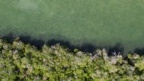 aerial top-down view of a mangrove forest beside a clear lagoon, gentle motion