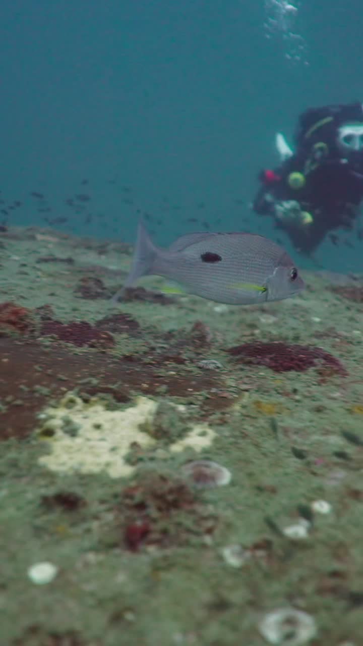 Underwater scene with fish and scuba divers