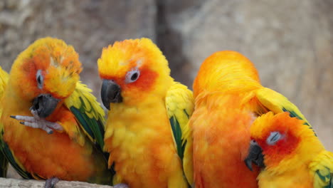 Group-of-Sun-Parakeets-Pecking-Each-Other---Close--up-Portrait