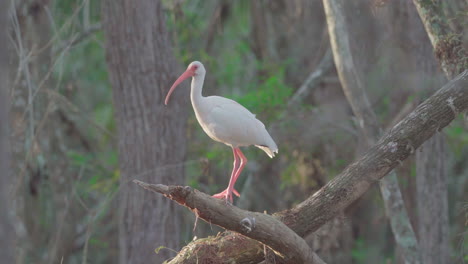 ibis blanco en un árbol volando en un pantano de cipreses